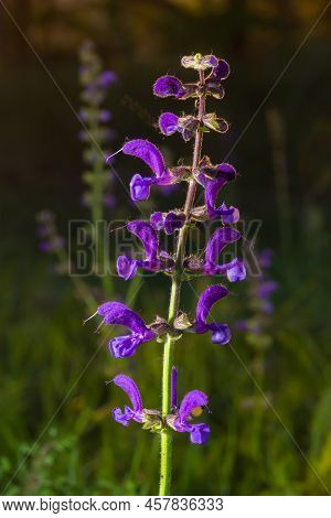 Salvia Pratensis Sage Flowers In Bloom, Flowering Blue Violet Purple Mmeadow Clary Plants, Green Gra