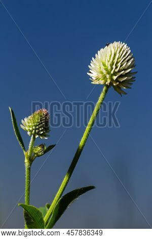 Trifolium Montanum, The Mountain Clover. Plant With White Flowers. Is Growing In Europe