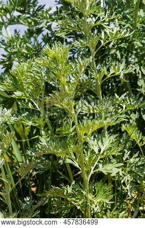 Wormwood, Artemisia Absinthium, Perennial Herb Of Silvery Color, With A Strong Aromatic Odor And Bit