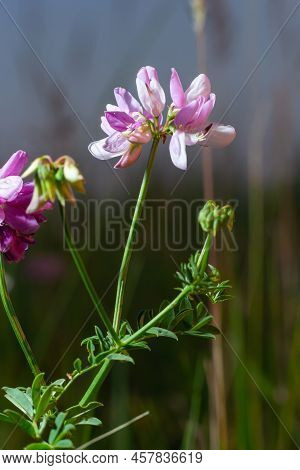 Close Up, Macro. Crownvetch Or Securigera Varia Coronilla Varia Or Purple Crown Vetch. Flowering Fie