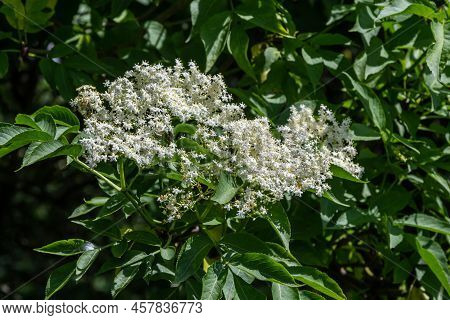 Black Sambucus Sambucus Nigra White Flowers Blossom. Macro Of Delicate Flowers Cluster On Dark Green