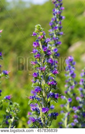 Blooming Meadow In Sunny Summer Day. Echium Vulgare, Beautiful Wildflowers. Summer Floral Background