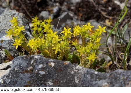 Sedum Acre, Commonly Known As The Goldmoss Stonecrop, Mossy Stonecrop, Goldmoss Sedum, Biting Stonec
