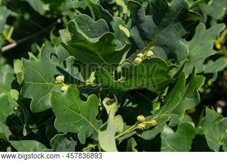 European Oak, Quercus Robur, Spring New Leaves Under Sunlight On A Branch