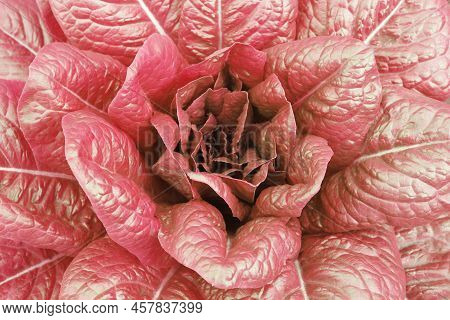 Lettuce Bush With Red Juicy Ripe Lettuce Among Large Red Lettuce Leaves And Small Red Lettuce Leaves