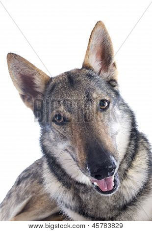 Tjeckoslovakisk varghund