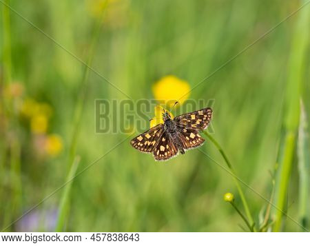 Tiny Chequered Skipper Or Arctic Skipper (carterocephalus Palaemon) Butterfly  Resting On Yellow Flo