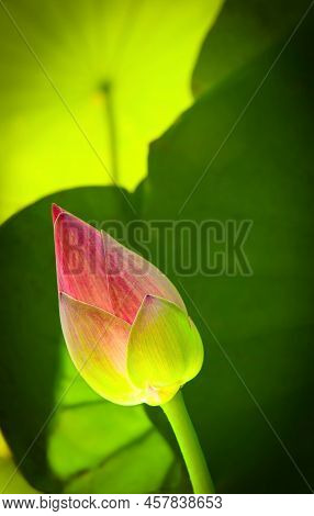 Pink Lotus Bud,closeup, Green Lotus Leave Backdrop, Light From Behind.