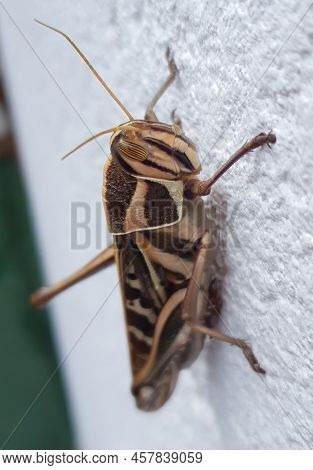 Close Up On A Big Brown Grasshopper On A Plastered And Painted White Wall Outside
