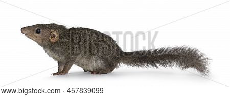 Northern Treeshrew Aka Tapaia Belangeri, Sitting Side Ways. Looking Up Away From Camera Showing Prof