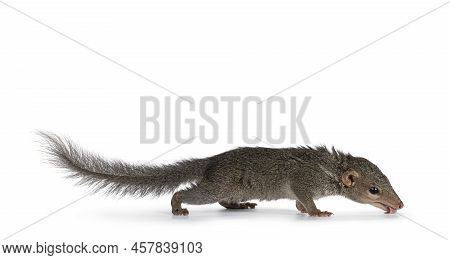 Northern Treeshrew Aka Tapaia Belangeri, Standing Side Ways Licking Surface. Looking Away From Camer