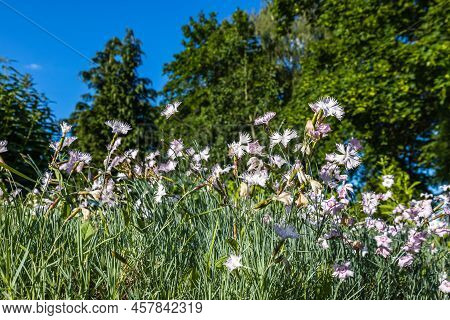 Dianthus Plumarius Flowers Bloom In The Summer Garden