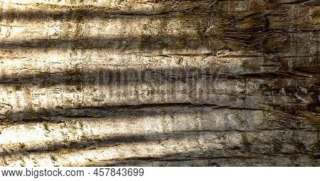 Tree Bark Background.