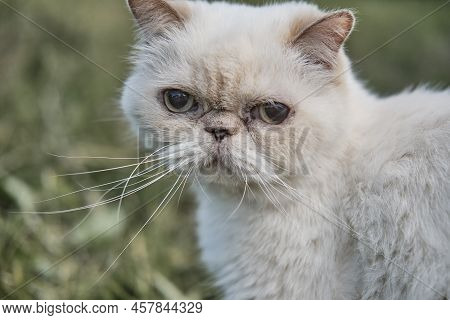 Close-up Portrait Of Cute Serious Pensive Senior Blind Cat. Pet Concept