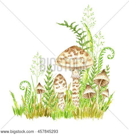Poisonous Mushrooms Watercolor, Toadstool, Inedible Toxic Mushroom, Fly Agaric, White Toadstool. Iso