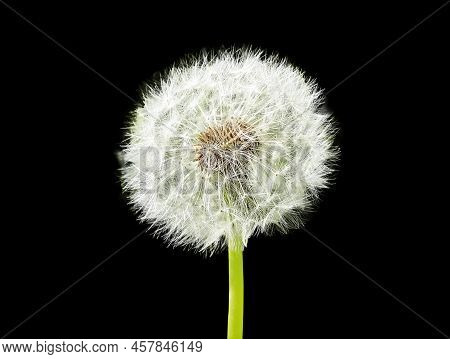 Dandelion With White Floaties Isolated On Black Background. Pappus. Seed Head. High Quality Photo