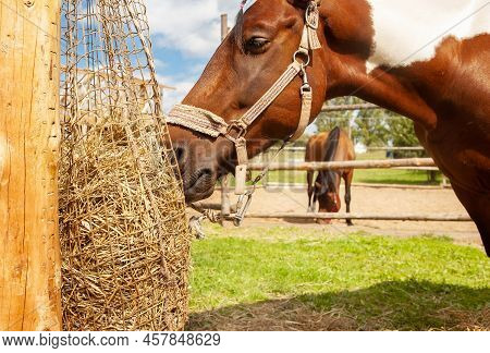 Horse Eating Hay From Haynet, On A Horse Ranch, Outdoors, On A Summer Sunny Day.