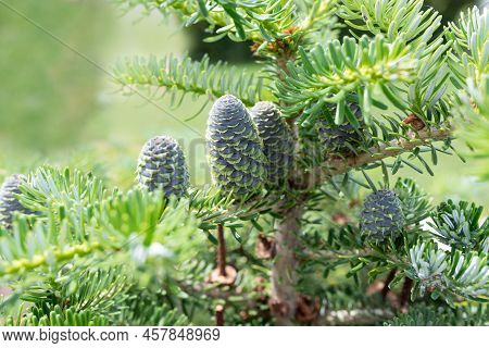 Green Cones On The Branches Of Abies Siberian. Natural Background Of Young Branches Abies. Copy Spac
