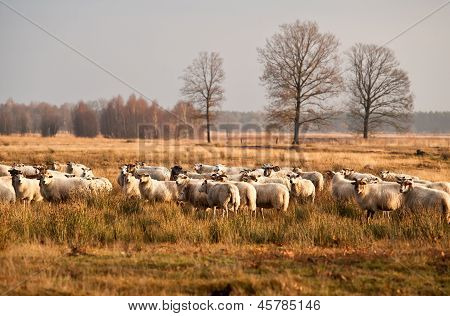 Stádo ovcí před západem slunce v Dwingelderveld