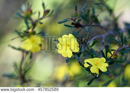 Yellow Flowers Of The Australian Native Hibbertia Monogyna, Family Dilleniaceae, Growing In Sydney W