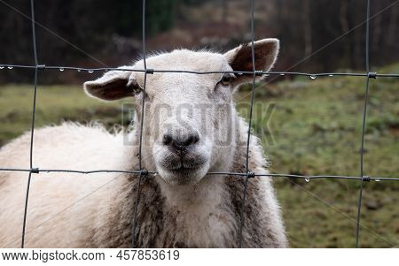 A Close Up Of A Scottish Female Ewe Sheep Looking Through A Wire Fence In Winter
