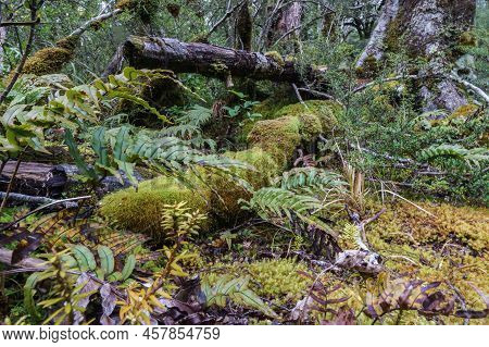 Amazing Selection Small Plants Mosses And Old Trees And Logs In Micro-landscape On Southern Alps Rai