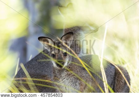 A Pair Of Wild Wallabies In The Australian Bush