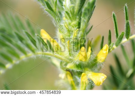 Astragalus Close-up. Also Called Milk Vetch, Goat's-thorn Or Vine-like. Spring Green Background. Wil