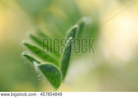 Astragalus Close-up. Also Called Milk Vetch, Goat's-thorn Or Vine-like. Spring Green Background. Wil