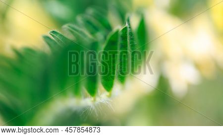 Astragalus Close-up. Also Called Milk Vetch, Goat's-thorn Or Vine-like. Spring Green Background. Wil