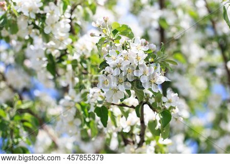 Flowering Of The Apple Tree. Spring Background Of Blooming Flowers. Beautiful Nature Scene With A Fl