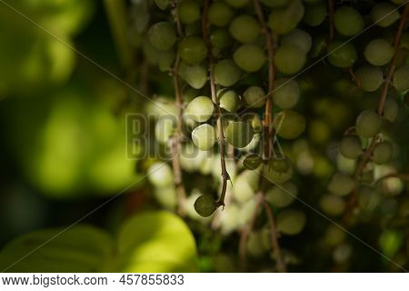 Green Leaves Of Dischidia Nummularia. Dischidia Nummularia Hanging On On Large Trees.
