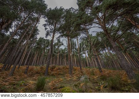 Forest Of Scots Pine Tree, Pinus Sylvestris. Photo Taken In The Hueco De San Blas Valley, A Very Pop