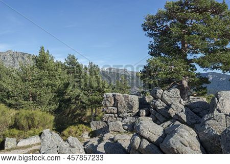 Scots Pine Forest In Fuenfria Valley, Municipality Of Cercedilla, Province Of Madrid, Spain