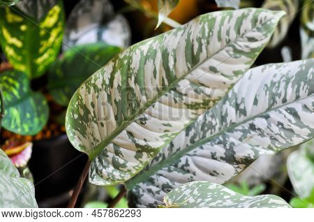 Aglaonema Or Araceae, Aglaonena Modestum Schott Or Silver Evergreen Or Bicolor Aglaonema Or Dieffenb