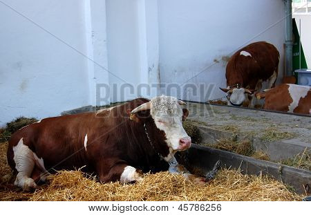 Bull