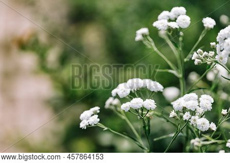 White Gypsophila Flowers In A Garden, Green Background. Baby's-breath, Babe's Breath. Summer. Home D