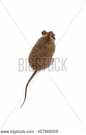 Small Cute Spiny Mouse On White Background