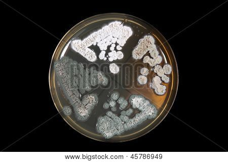 Penicillum Fungi On Agar Plate Over Black