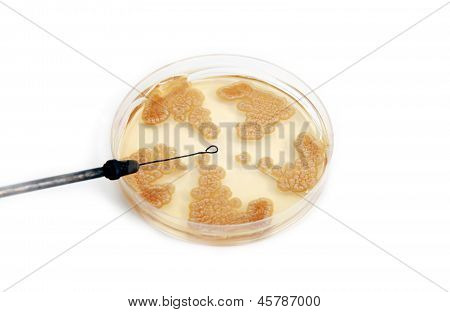 Penicillum Fungi On Agar Plate