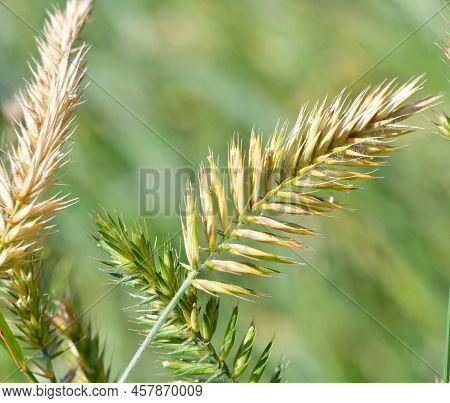 Herbaceous Plant Comb-shaped Granary Or Combed Granary (latin. Agropyron Cristatum)