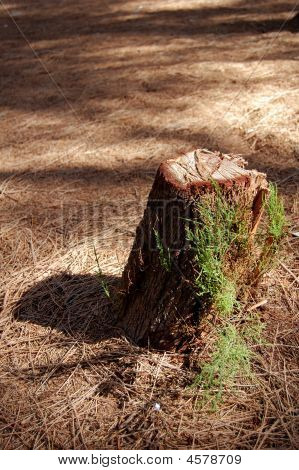Deforestration