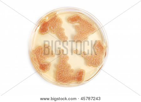 Fungi On Agar Plate In Laboratory