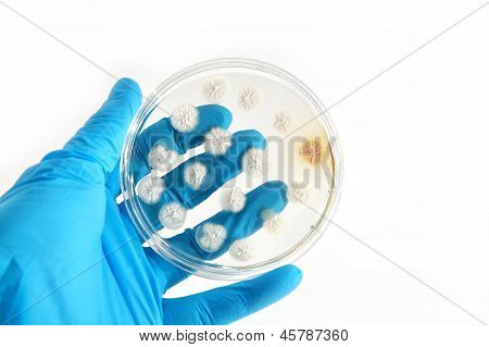 Genetically Modified Fungi On Agar Plate