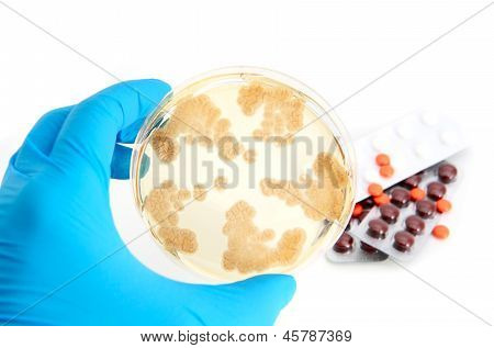 Penicillum Fungi On Agar Plate And Antibiotics