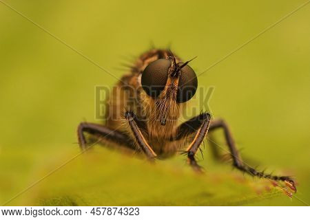 Selective Focus , Frontal Facial Closeup On A Hairy Golden-tabbed Robberfly, Eutolmus Rufibarbis Sit