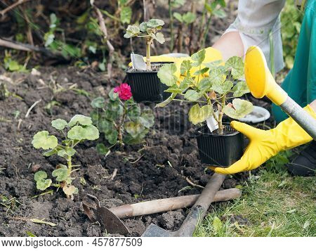 Close-up Of The Hands Of An Elderly Woman In Work Gloves Planting Seedlings Of Flowers In The Wet Gr