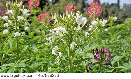 Beautiful Flowers Of Cleome Spinosa Also Known As Spider Flower, Spiny Spiderflower, Tarenaya Hassle