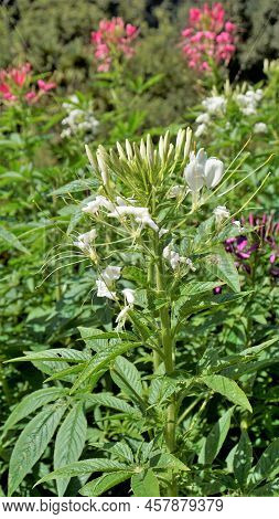 Beautiful Flowers Of Cleome Spinosa Also Known As Spider Flower, Spiny Spiderflower, Tarenaya Hassle
