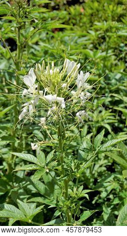 Beautiful Flowers Of Cleome Spinosa Also Known As Spider Flower, Spiny Spiderflower, Tarenaya Hassle